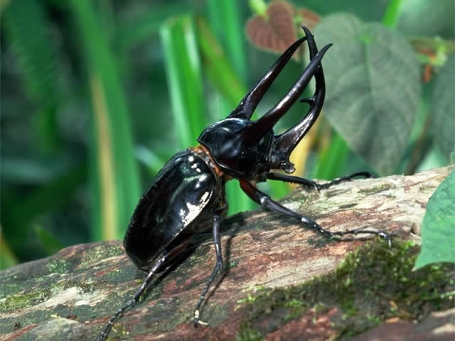 コーカサスオオカブト - 昆虫 - 動物 - Y!きっず図鑑