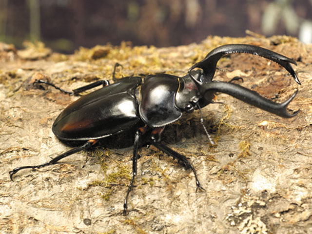 ディディエールシカクワガタ - カブトムシ・クワガタムシ - ペット - Y