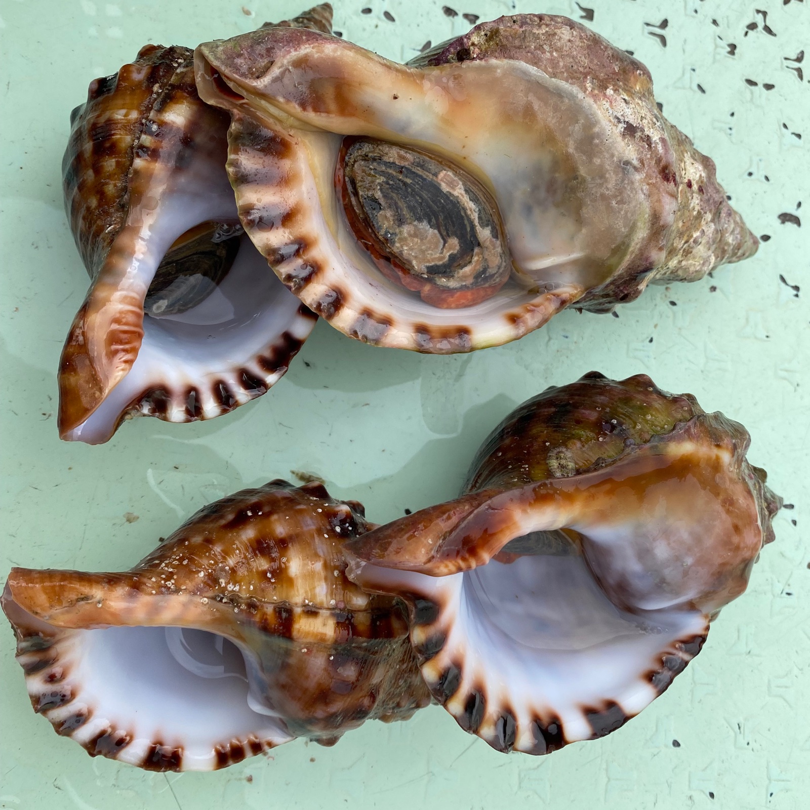 法螺貝 | 魚介類/その他貝類 産直アウル 農家から直接野菜などの食材を