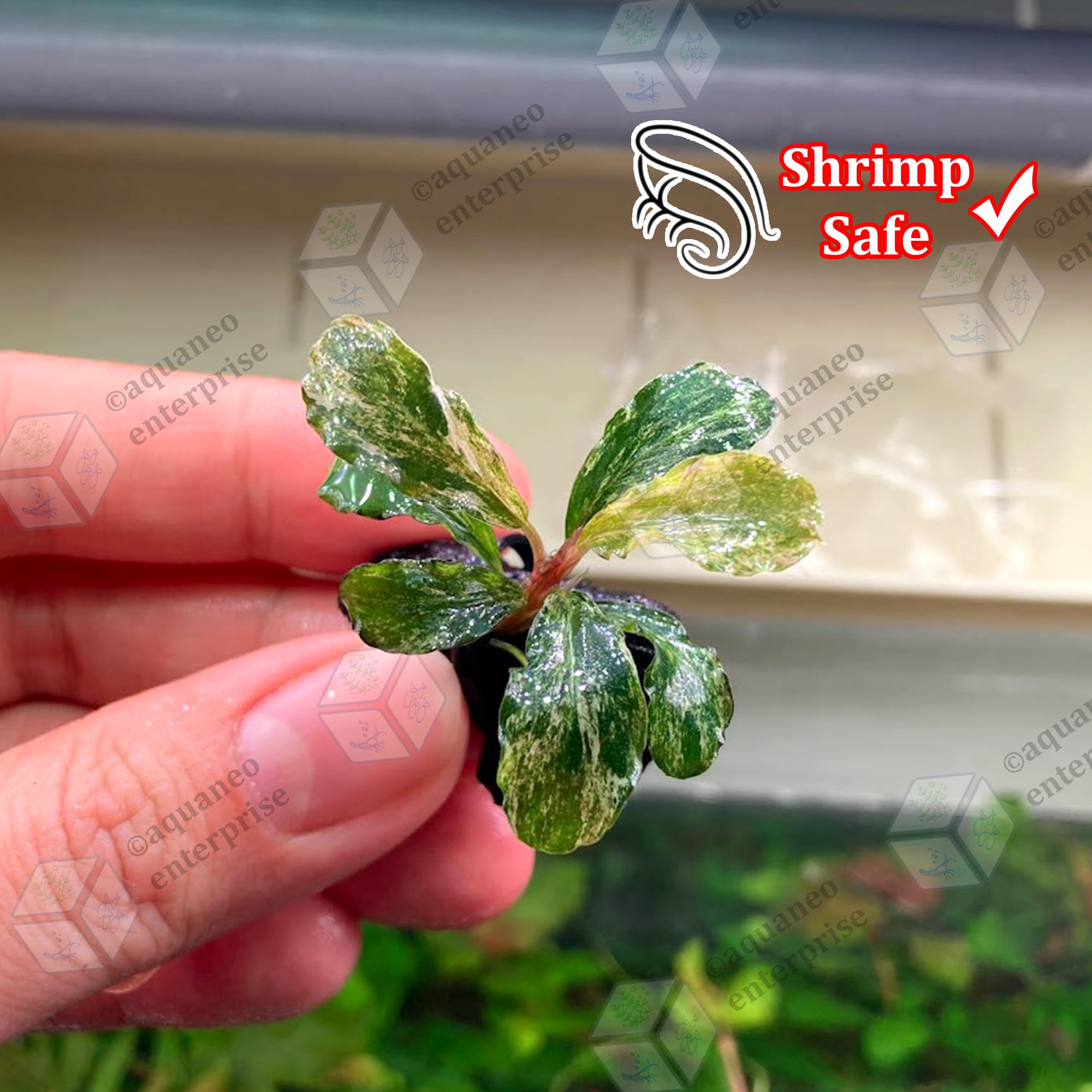 Bucephalandra sp. White Marble Big leaf Bucephalandra Marble sp
