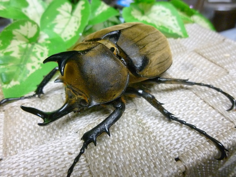 ブラジル産 ギヤスゾウカブト 94mm 【公式通販】