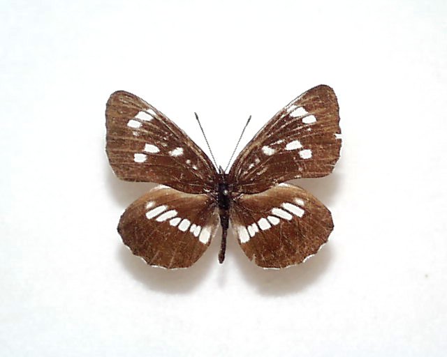 異常型】ギフチョウ（メス、飼育・福島県） M109289179 - 標本工場 直営 店