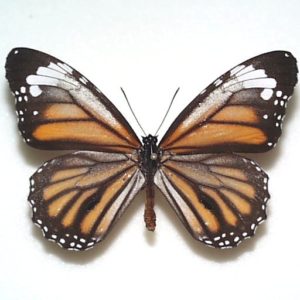 カ*コ様 ウラジャノメ 北海道産 6♂ 日本産蝶標本 カ*コ様 ウラ