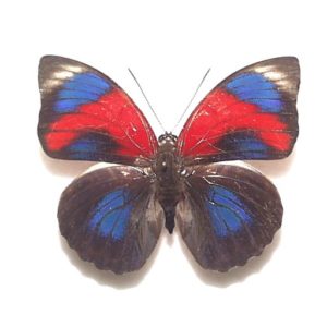 ハイブリッド】アグリアス×プレポナ（メス、ペルー産） ハイブリッド