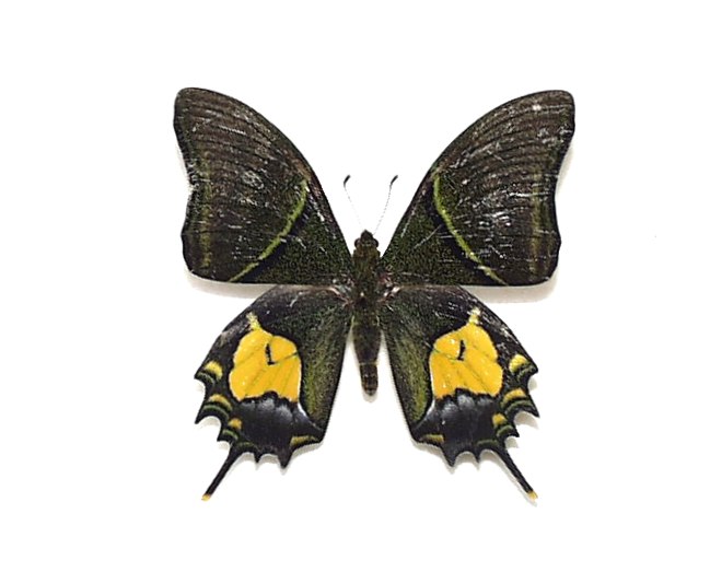 外国産蝶標本】アッコウスバ♂/チベット.ラサ産/54mm