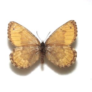 タカネヒカゲ ♀産地：岐阜県・双六岳 Jj03372 | 三角紙