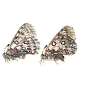 蝶標本（パルナシウス） コイワヤノミオンP．nomion koiwayai