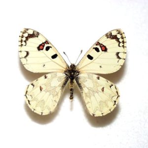 外国産蝶標本 | 三角紙