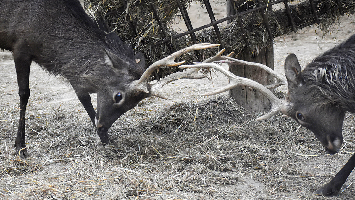 ニホンジカ | 野生の王国 群馬サファリパーク