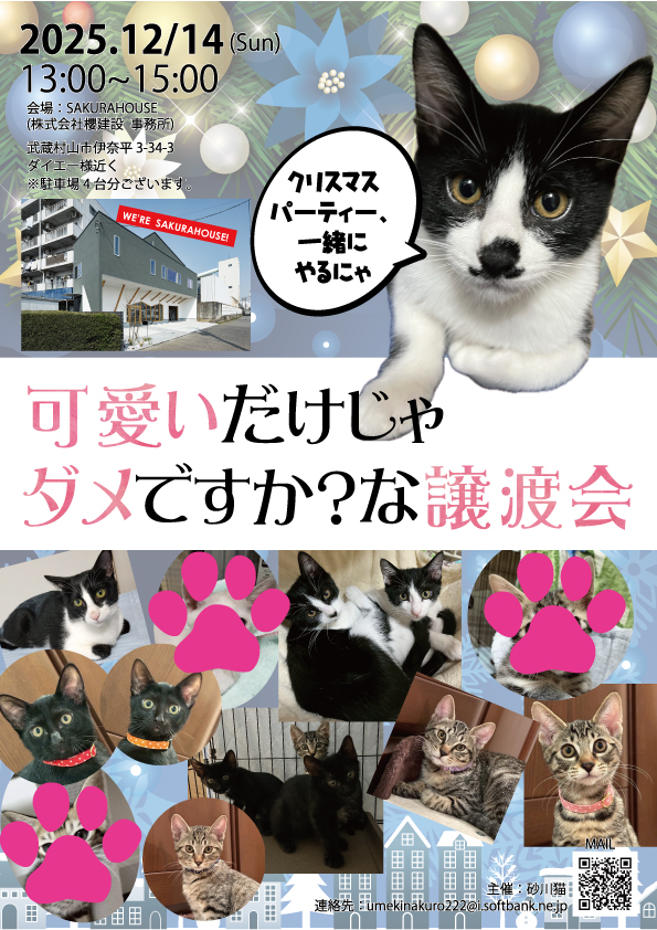 12月14日、猫さま譲渡会です☆ – 株式会社櫻建設：ペット（猫）と