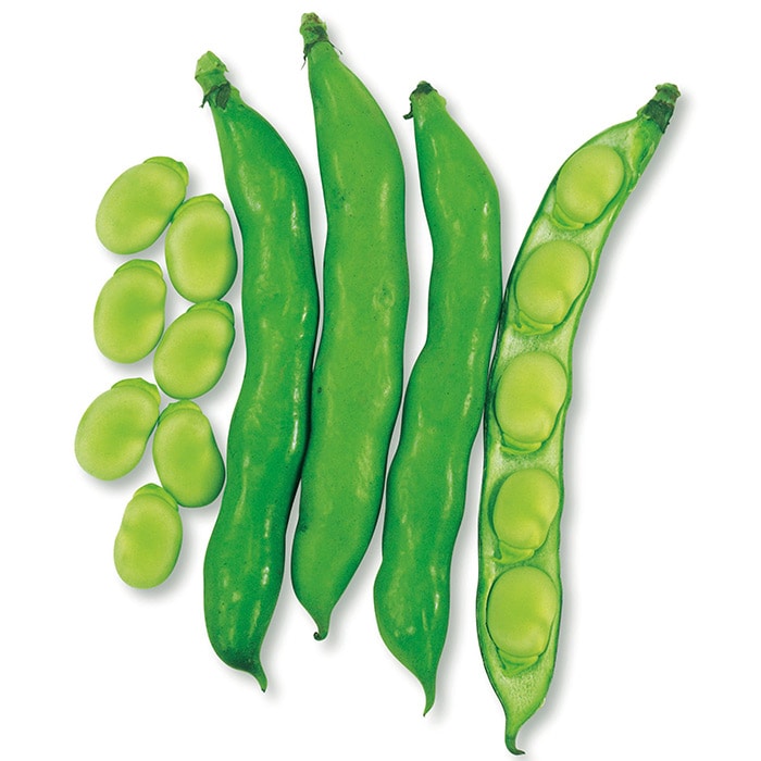 ソラマメ 早生そらまめ｜種（タネ）,球根,苗,資材,ガーデニンググッズ