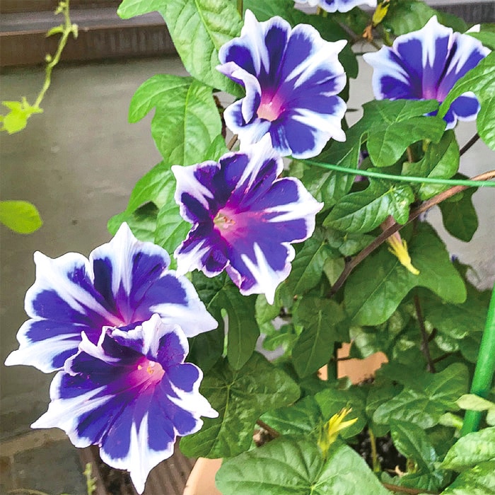 西洋アサガオ スノーフレーク｜種（タネ）,球根,苗,資材,ガーデニング