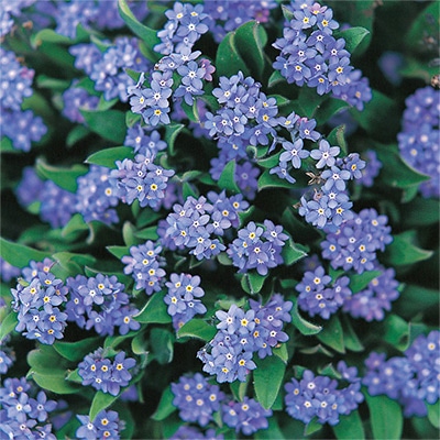 人気シリーズ、わすれな草ブローチ、トールン 忘れな草の布花ブローチ