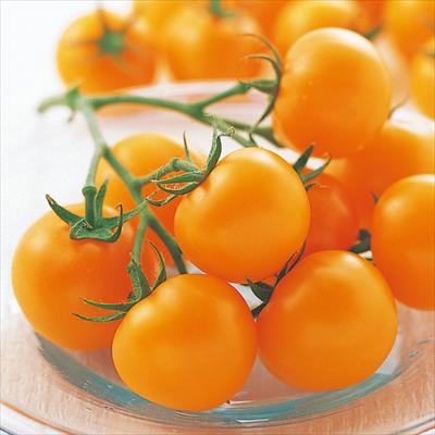 高級手芸 スキルスクリーン 完成品 ミニトマト柄 高級手芸 スキル