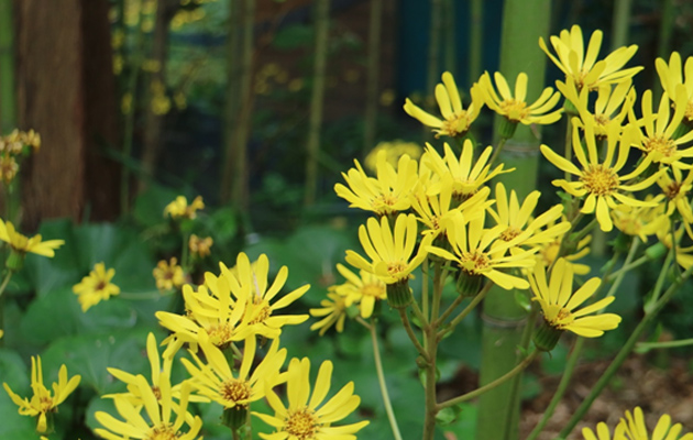 石蕗（ツワブキ）の花｜東アジア植物記｜読みもの｜サカタのタネ 家庭