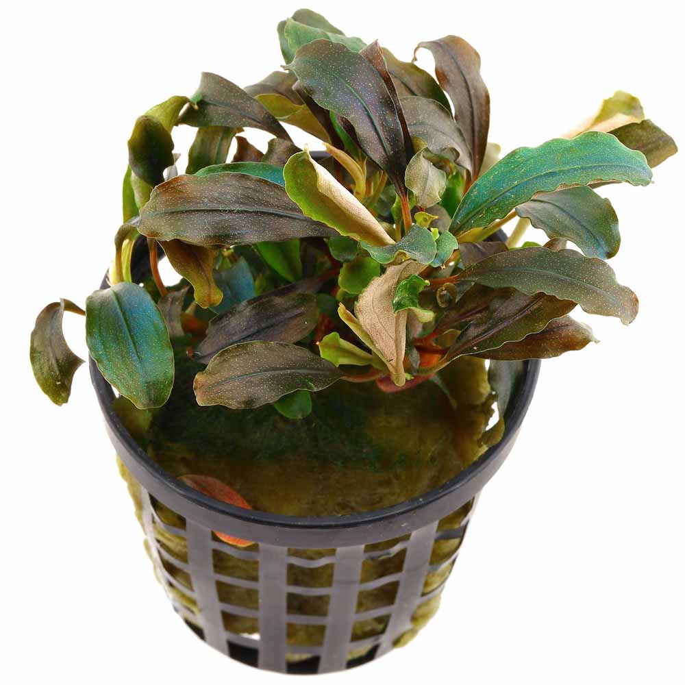 水草 BUCEPHALANDRA sp. Kedukul Bucephalandra Plants - Beauty from