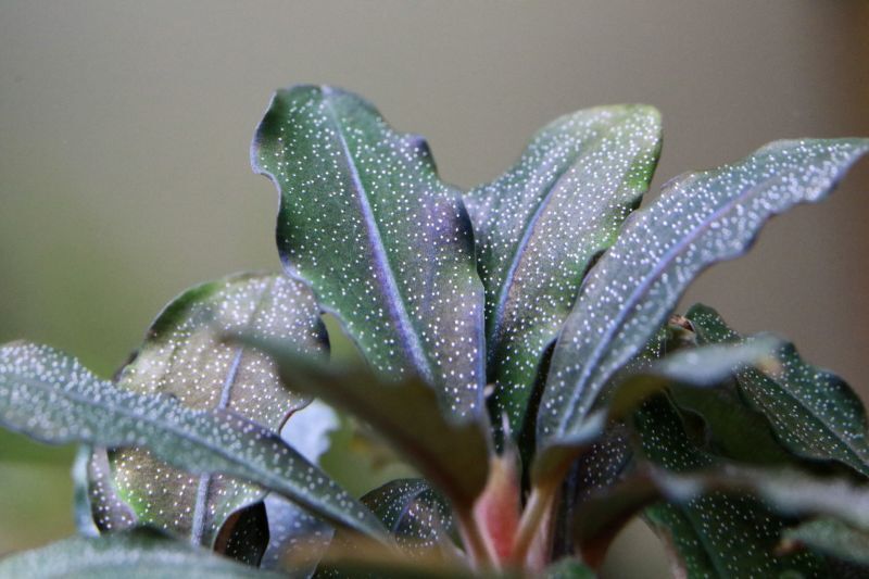 ブセファランドラ