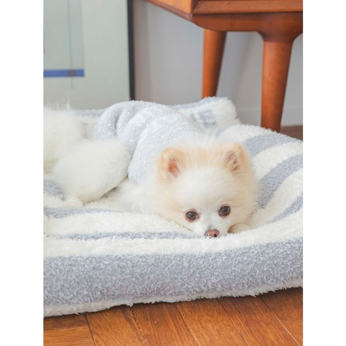 犬 服 gelato pique Mサイズ gelato pique ジェラートピケ ベビモコ