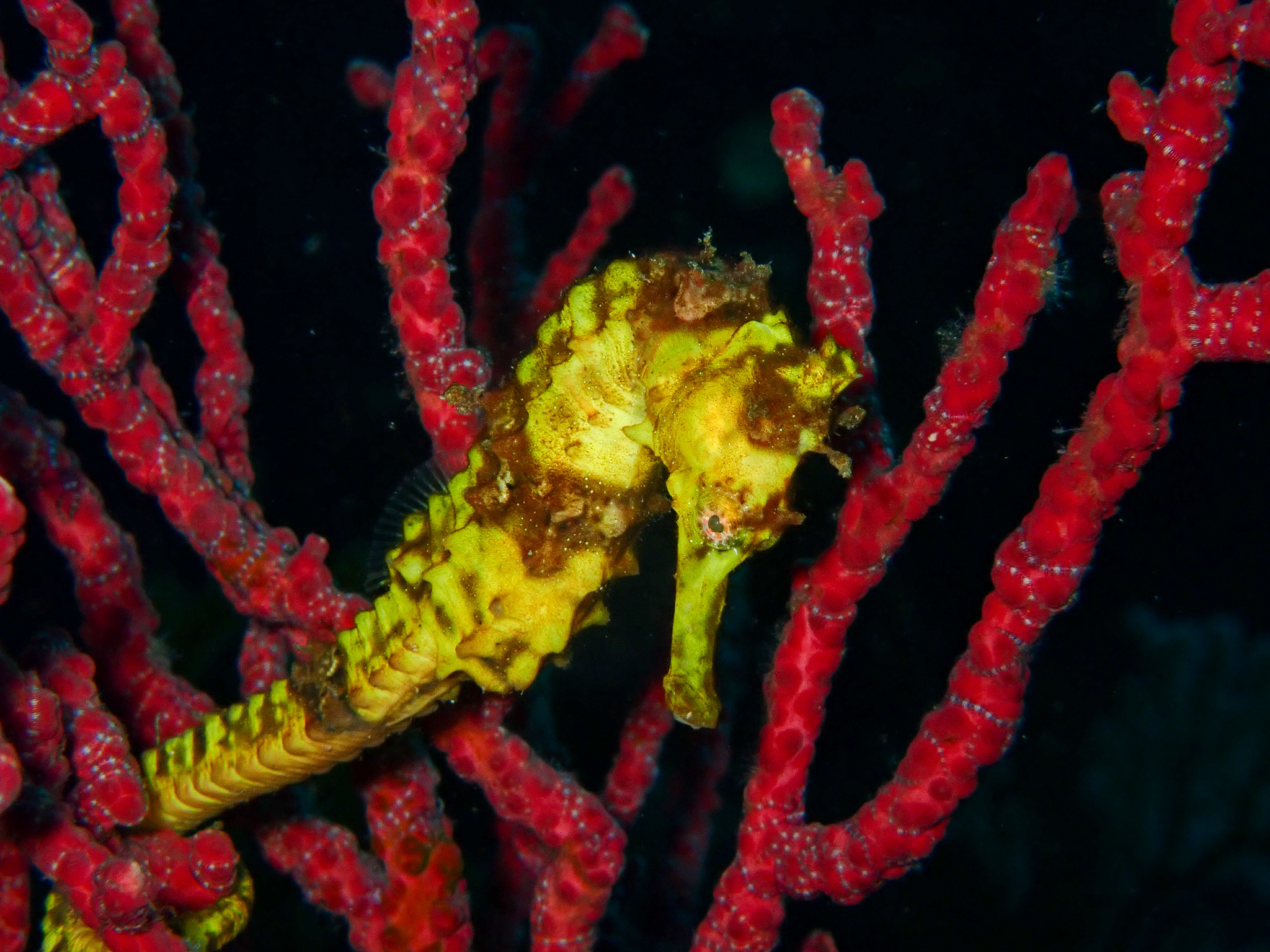 懐かしきサンゴの面々。 | 西伊豆ダイビング 田子シーランド