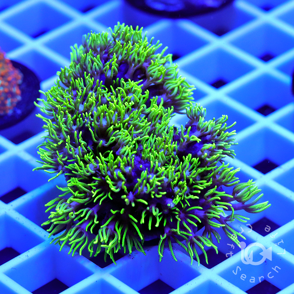 スターポリプ大