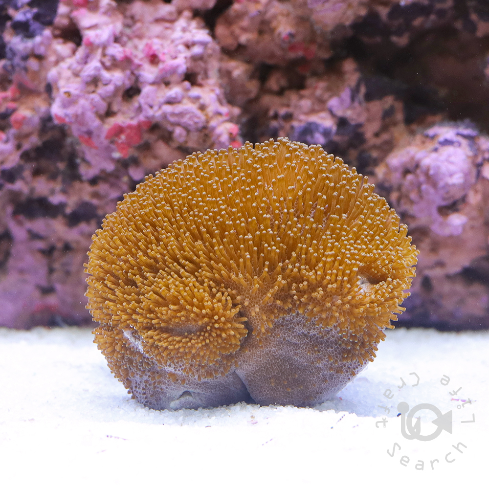 プラグ穴付き アク抜き不要人工ライブロック 海水水槽用 レプリカ