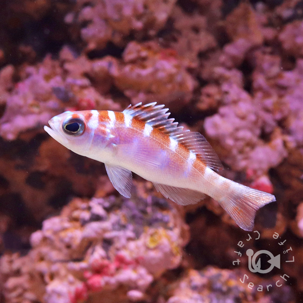 サンゴイソギンチャク - 海水魚・小型水槽・人工ライブロック通販