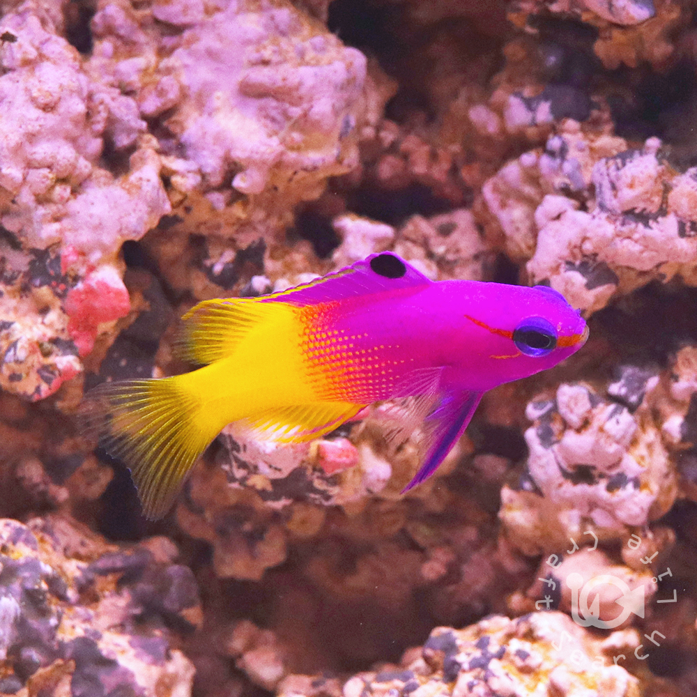 パクパクウミアザミ - 海水魚・小型水槽・人工ライブロック通販