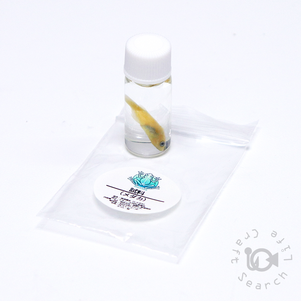 透明標本作製キット - 海水魚・小型水槽・人工ライブロック通販