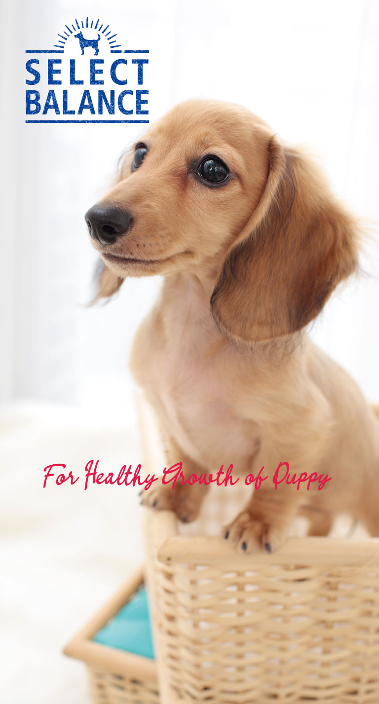 パピー/子犬・母犬用 チキン｜製品紹介｜セレクトバランス
