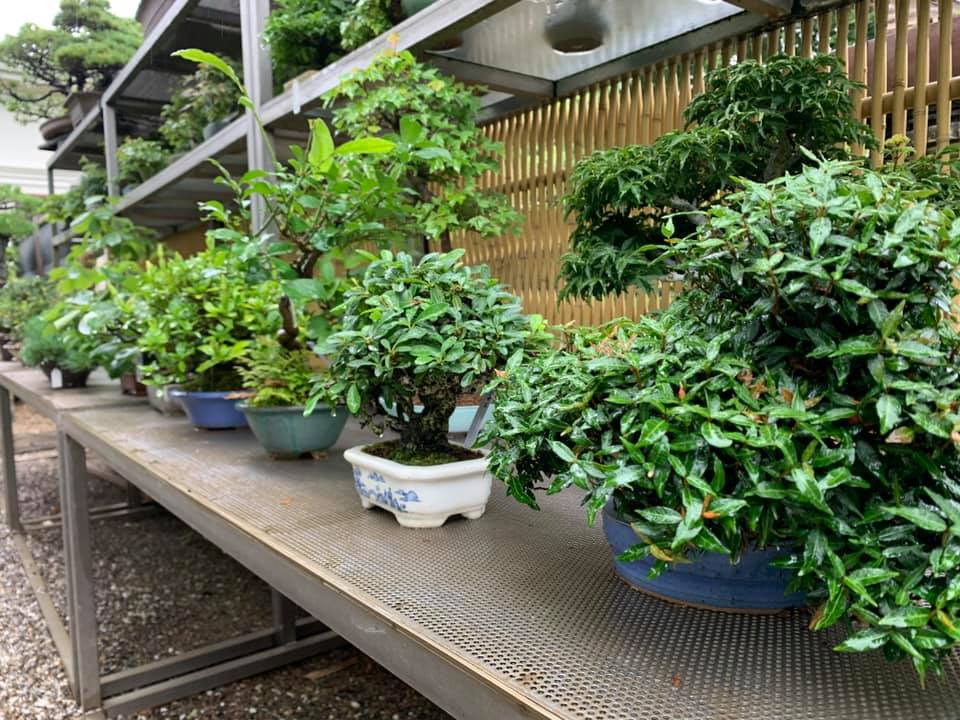 ☆盆栽コンシェルジュ☆saika bonsai 彩花盆栽教室 ミニ盆栽 埼玉