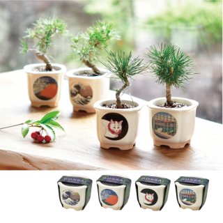 大型 三峰 盆栽鉢 秀峰鉢【大宮盆栽村100周年記念】 | bonsaiQ store