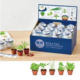 実生ブセ】AL-hyb セット販売 実生ブセ】AL-hyb セット販売 S115924639