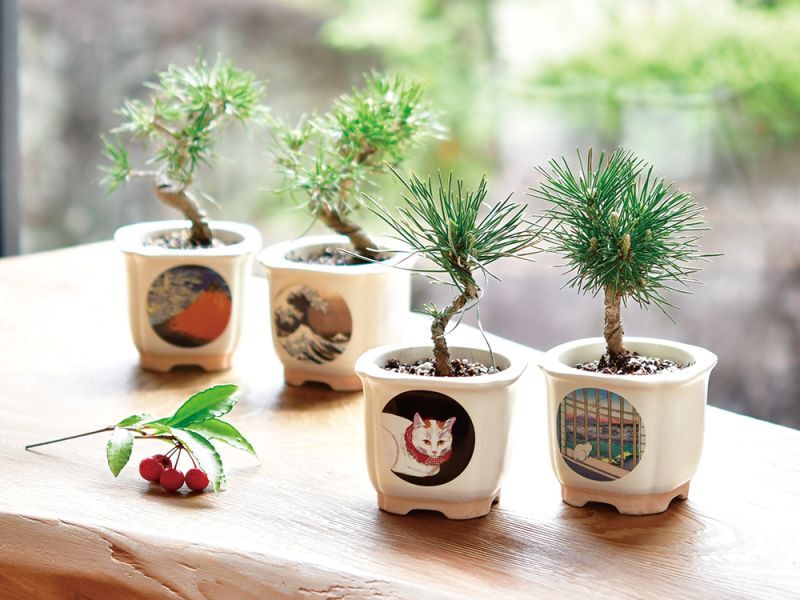秀峰2点セット！太鼓 盆栽鉢 秀峰2点セット！太鼓 盆栽鉢 秀峰2点