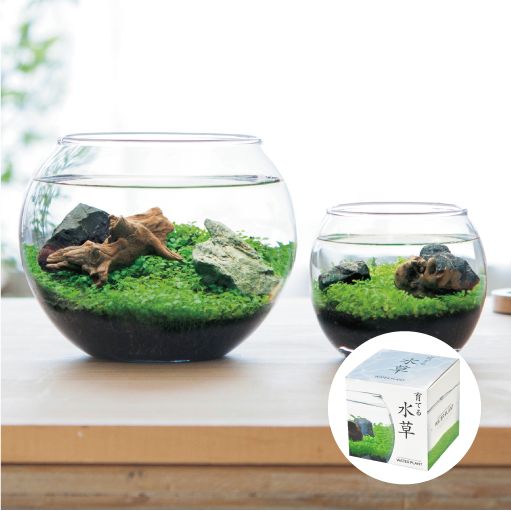 育てる水草 S - 聖新陶芸株式会社｜栽培キットの企画・製造・販売