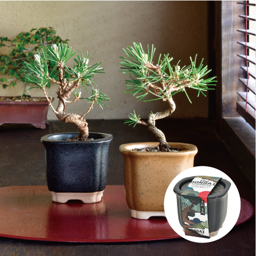 003.【浅井茶山作】龍翁陶器/変型鉢/盆栽鉢/木箱付き 003.【浅井茶山作