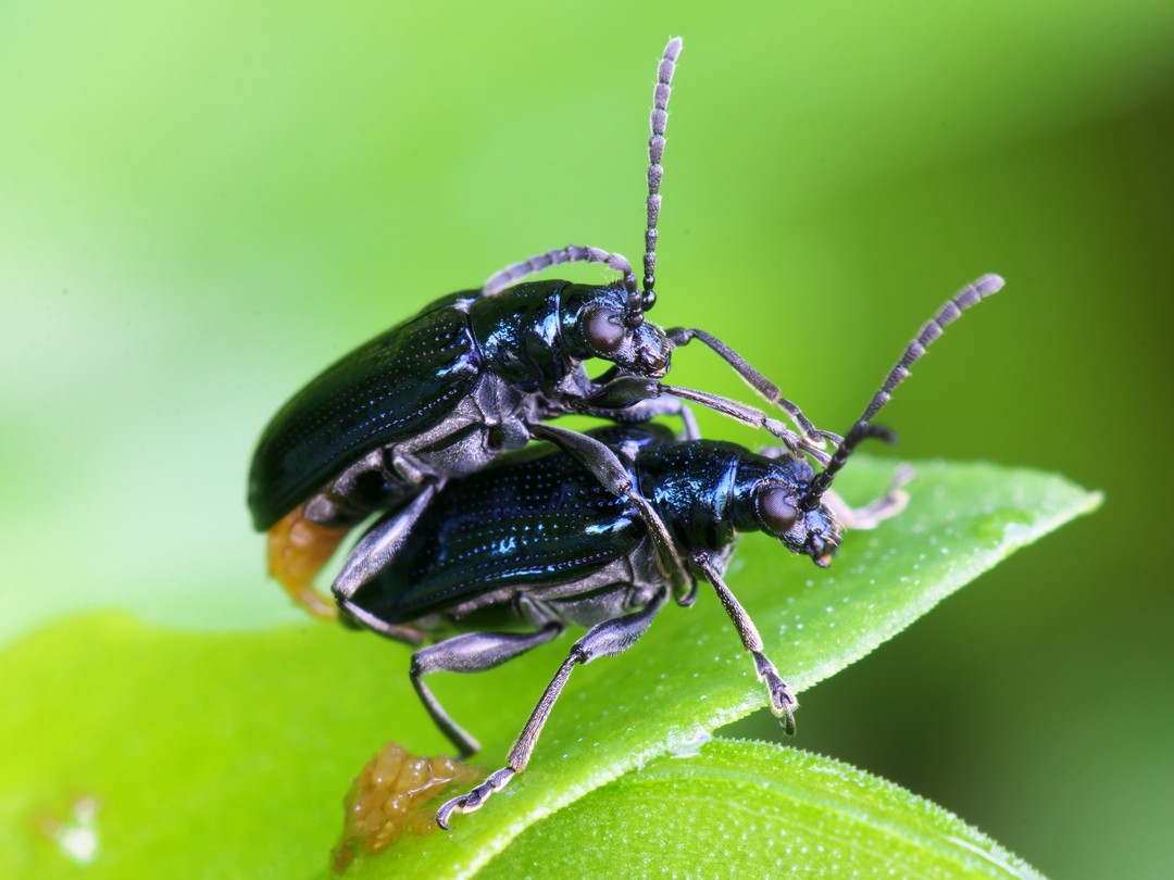 カメルーンゴライアスオオツノハナムグリ約93mm M8