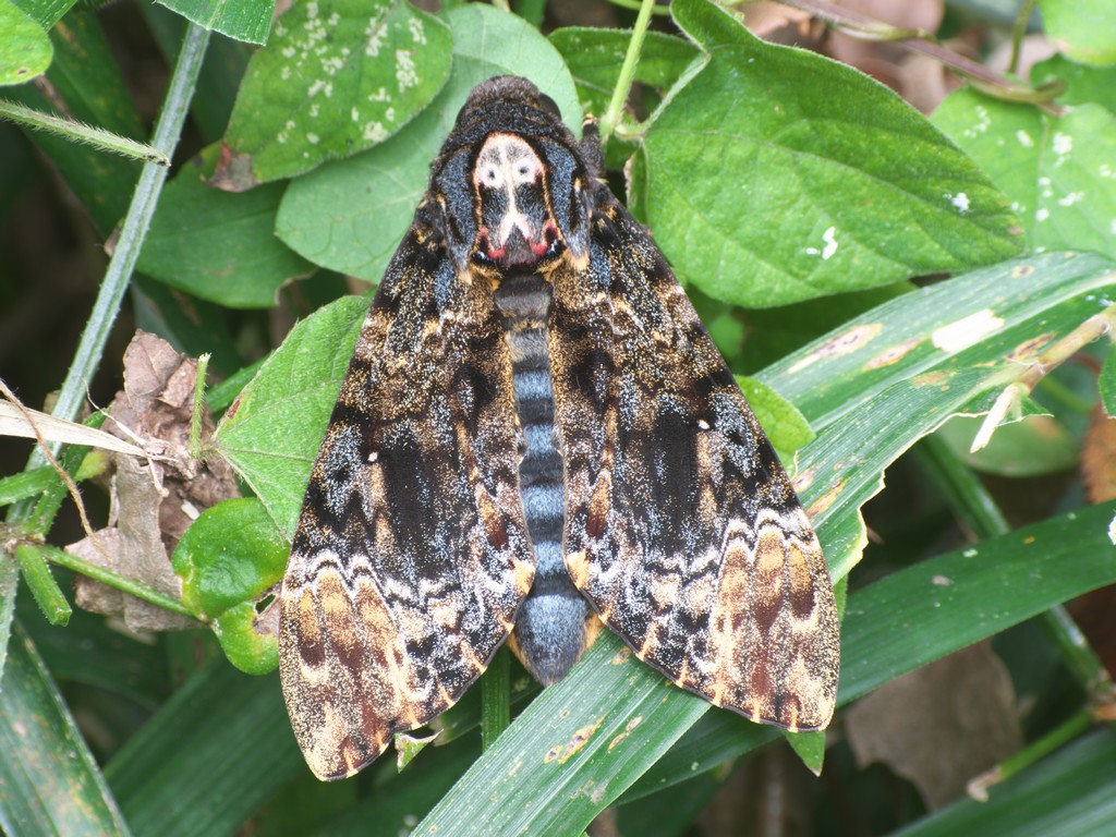 ○念願のクロメンガタスズメに会えた（初見）: ご近所の小さな生き物たち