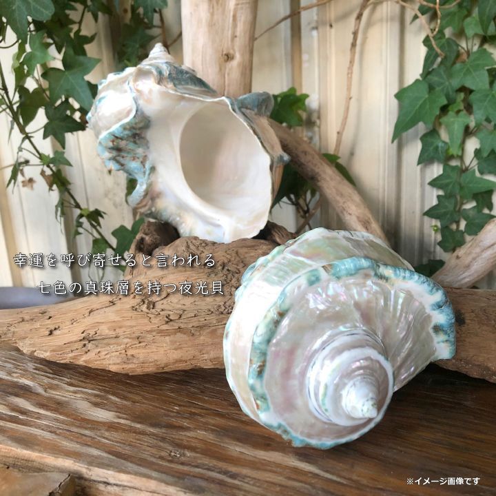 千年貝 貝殻インテリア、オブジェ