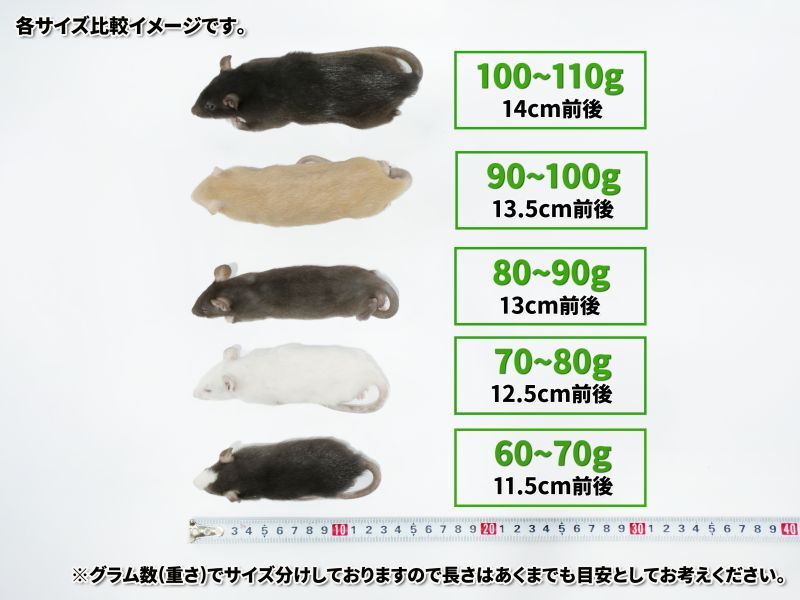 HIROさん専用冷凍ラットS90g 20匹とML160g 10匹 冷凍ラット 20匹 【