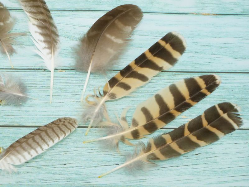 フゥゥゥワッフワしているフクロウの羽 l 掛川花鳥園 鳥達の飼育日誌