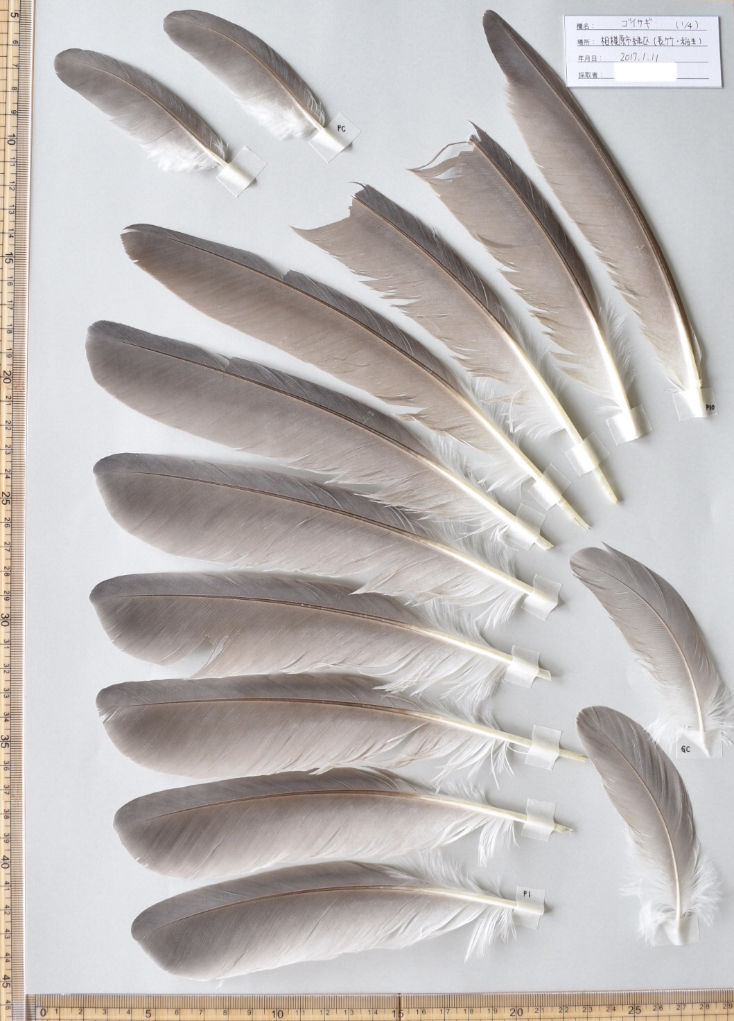 ダイサギの翼標本と尾標本 【公式通販】