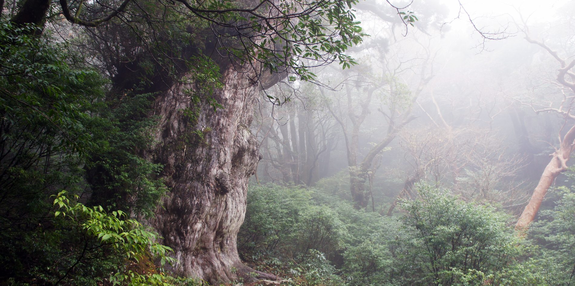 屋久島観光スポットを網羅！縄文杉で有名な世界遺産の森を遊びつくす44