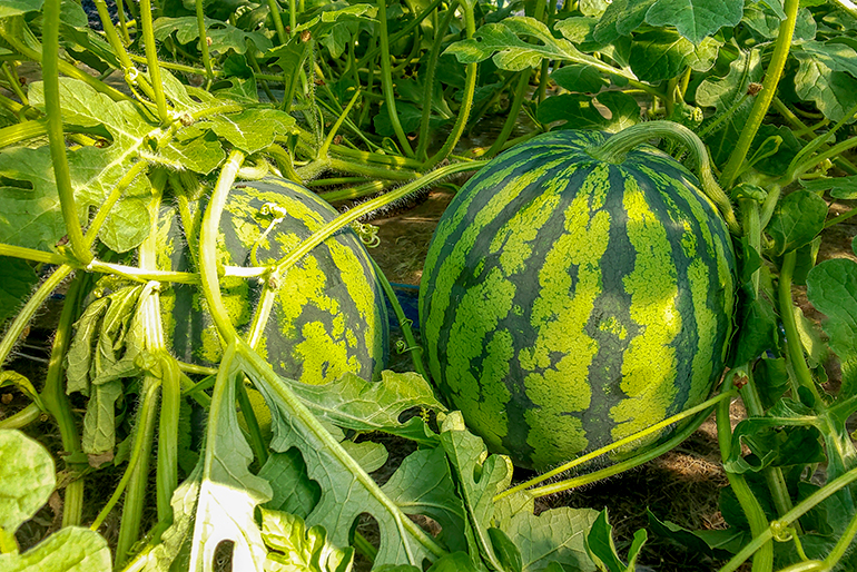 新潟直送計画】南魚沼産スイカ 黄大玉「金色羅皇」 – 要屋ファーム