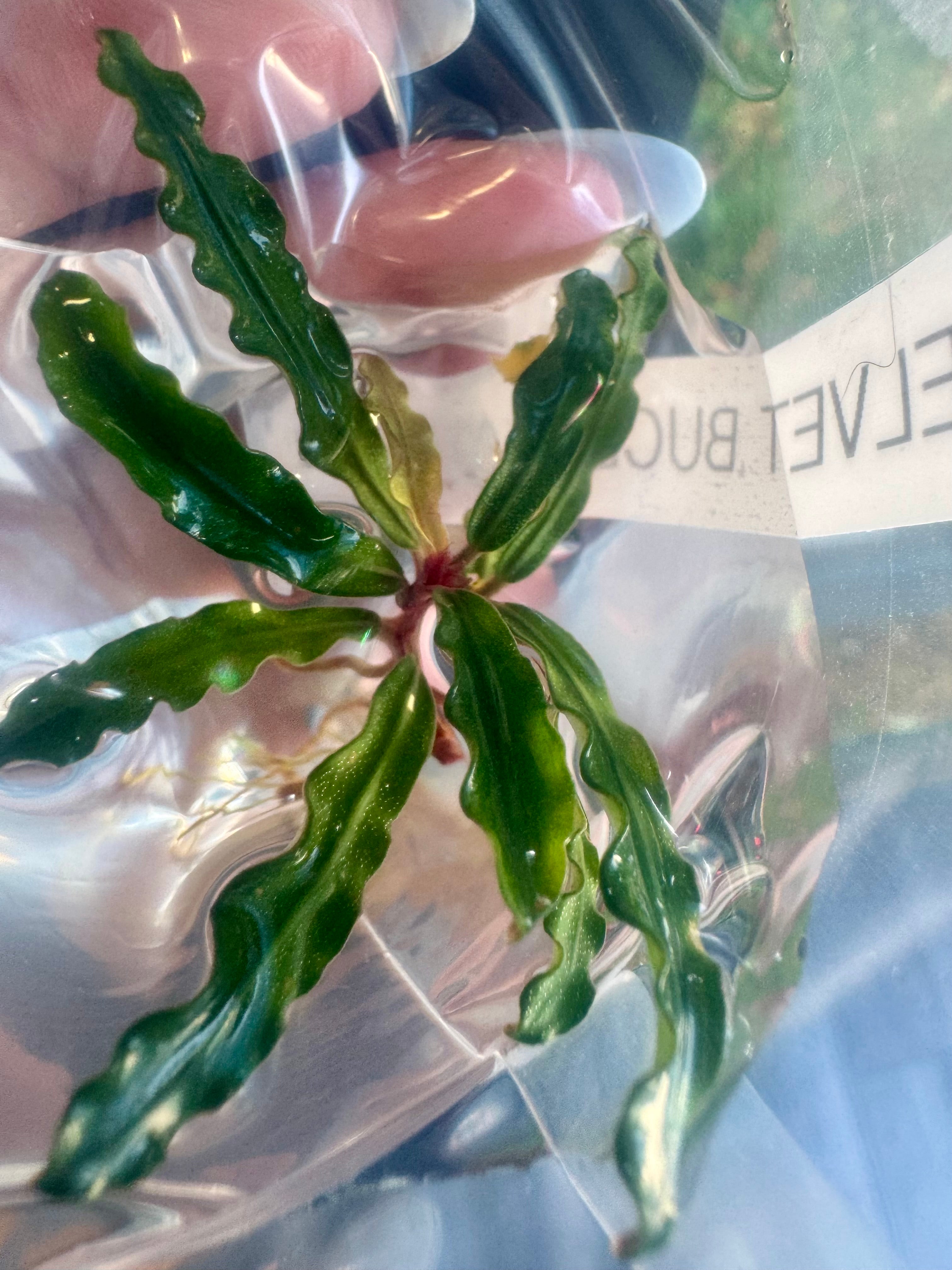 Rare! Bucephalandra Tricolor Velvet – ageofaquariums