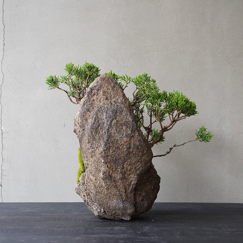 紫砂 無孔三足水底盆 三足獣面無孔盆 盆栽鉢