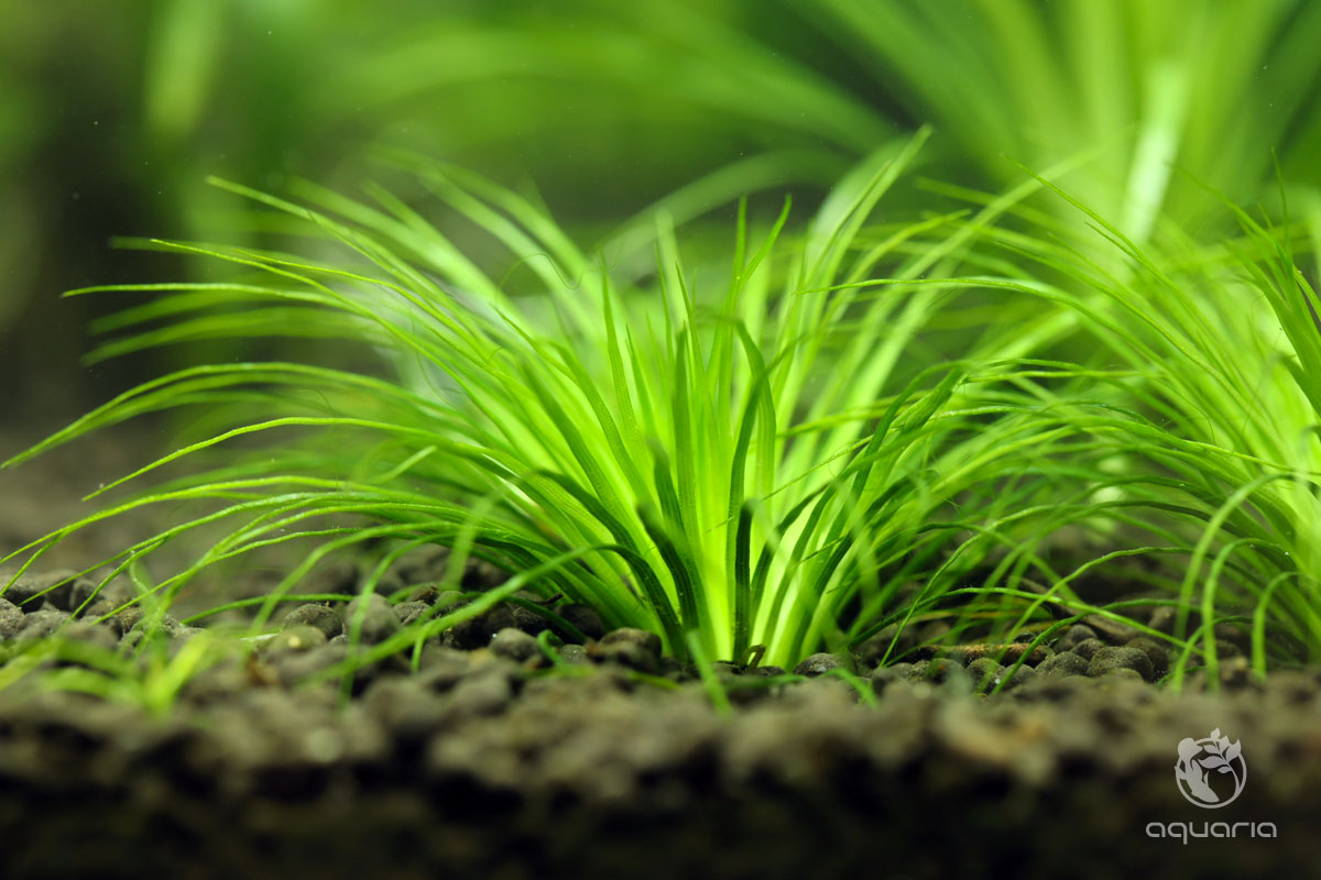 ホシクサ sp. キンバリーナロー - Online Aquaria