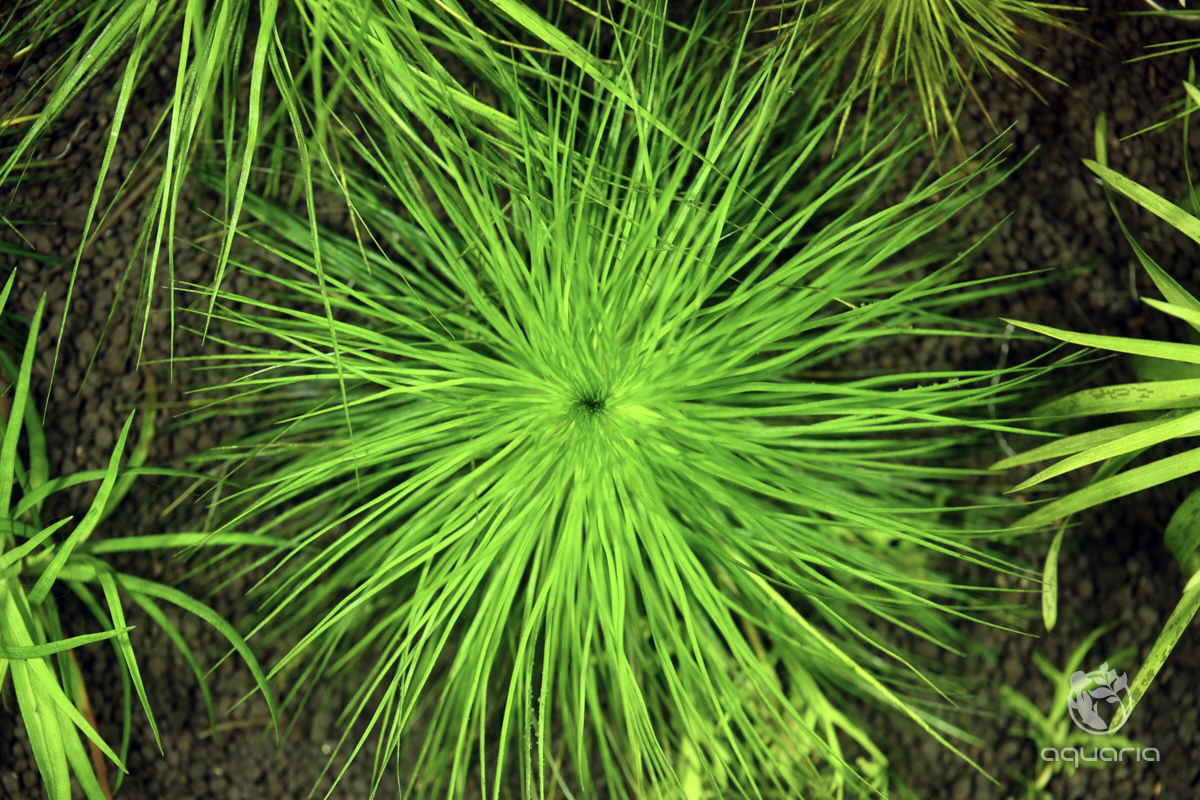 ☆ホシクサsp.キンバリーナロー ☆