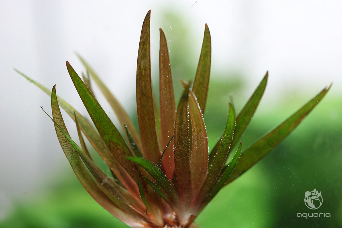 キシリス sp. レッド - Online Aquaria