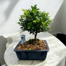 Wabisabi.jp】侘水景（Wabisuke）＆ 寂州景（Sabisuke）セット - 福屋