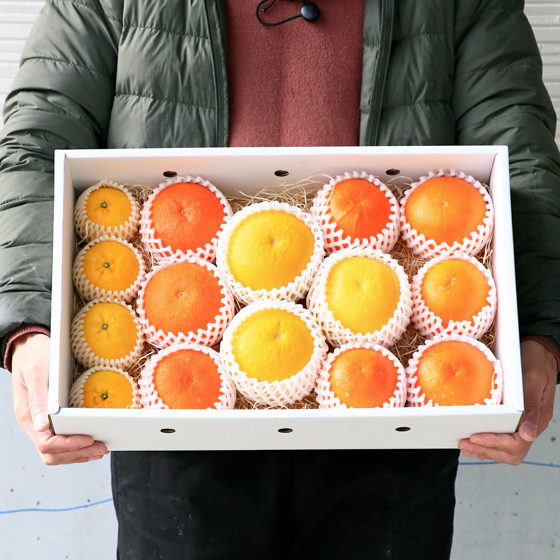 株式会社フレッシュつちやま / みかん 特撰ファミリーセット（大